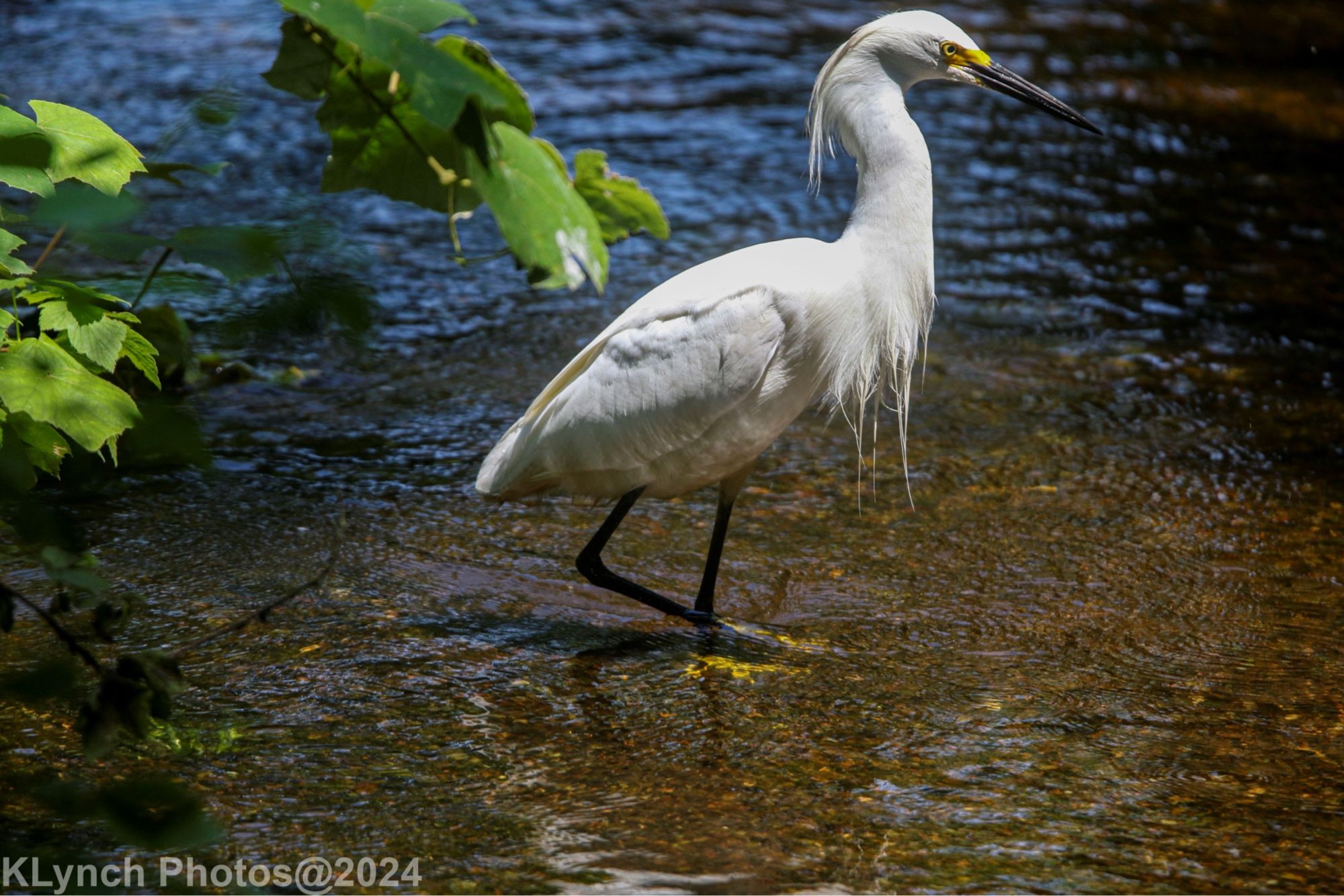 Full of Egret