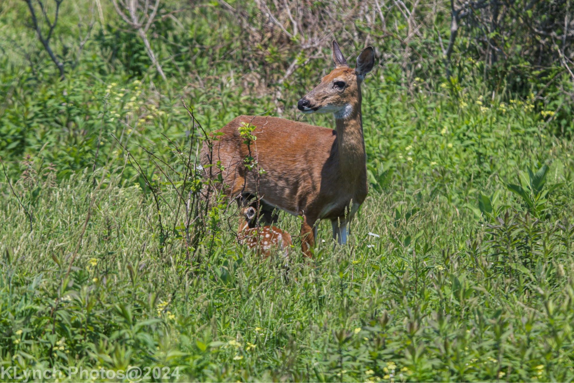 Fawn nursing