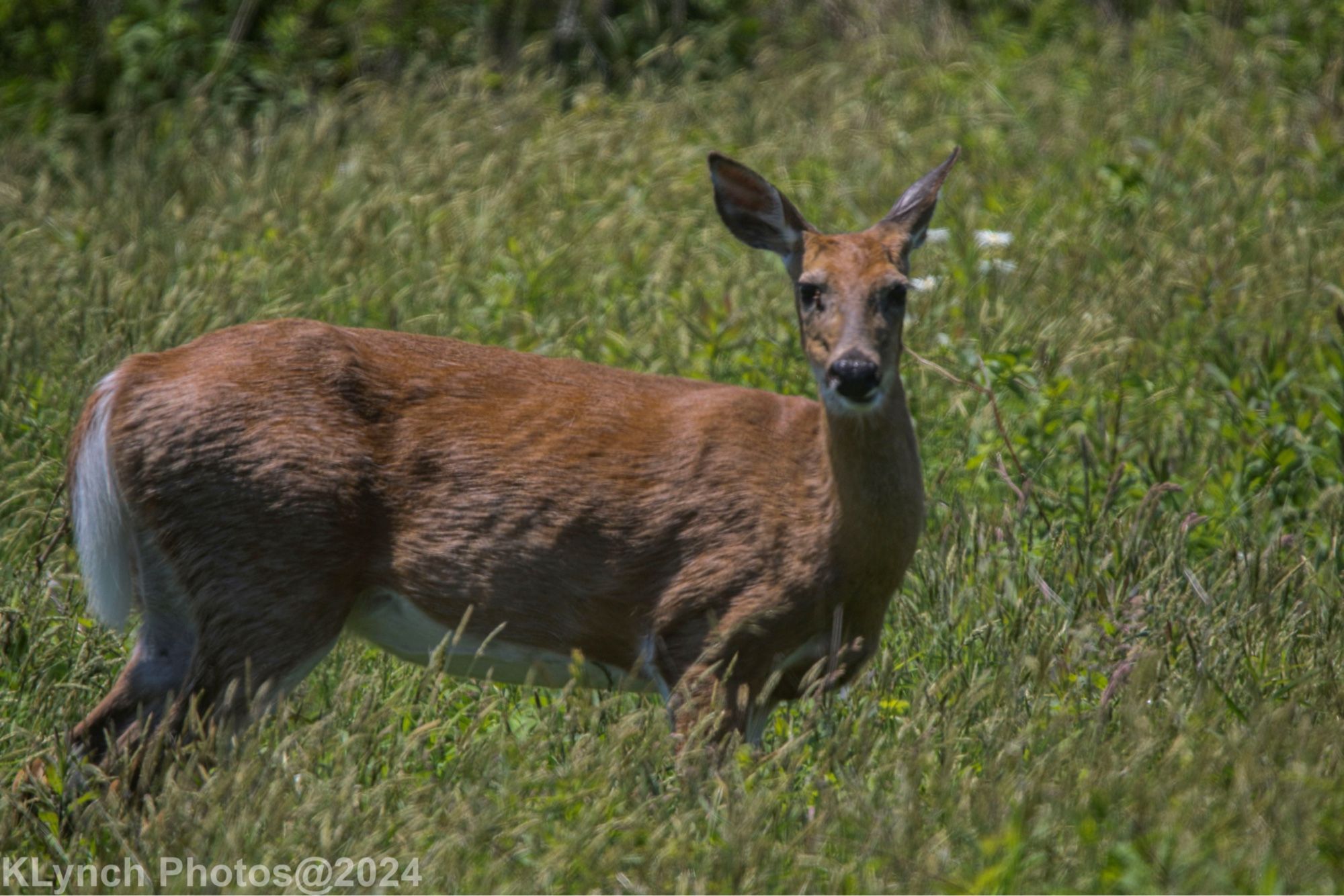 Oh Deery, me!