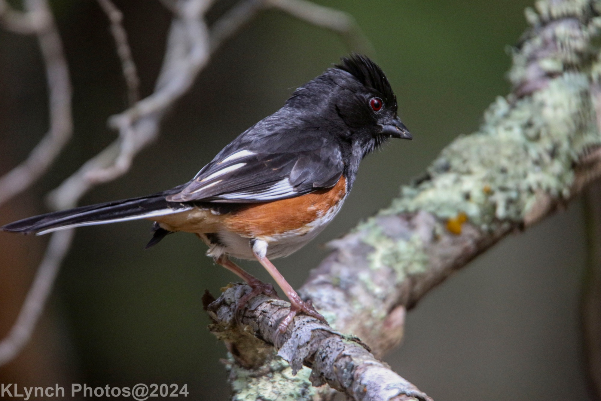 Eastern Towhee