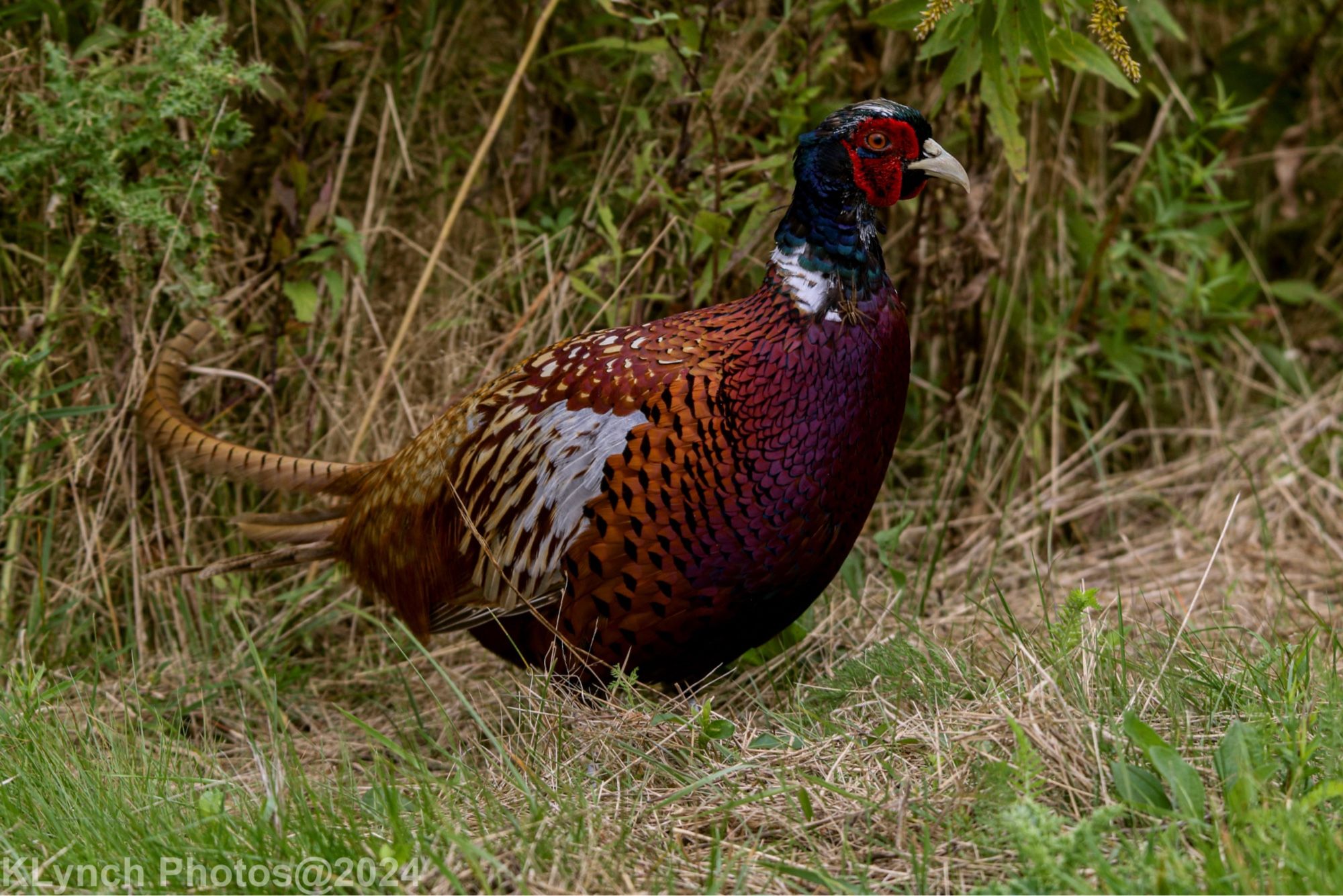 I’m just a lowly peasant… err… Pheasant