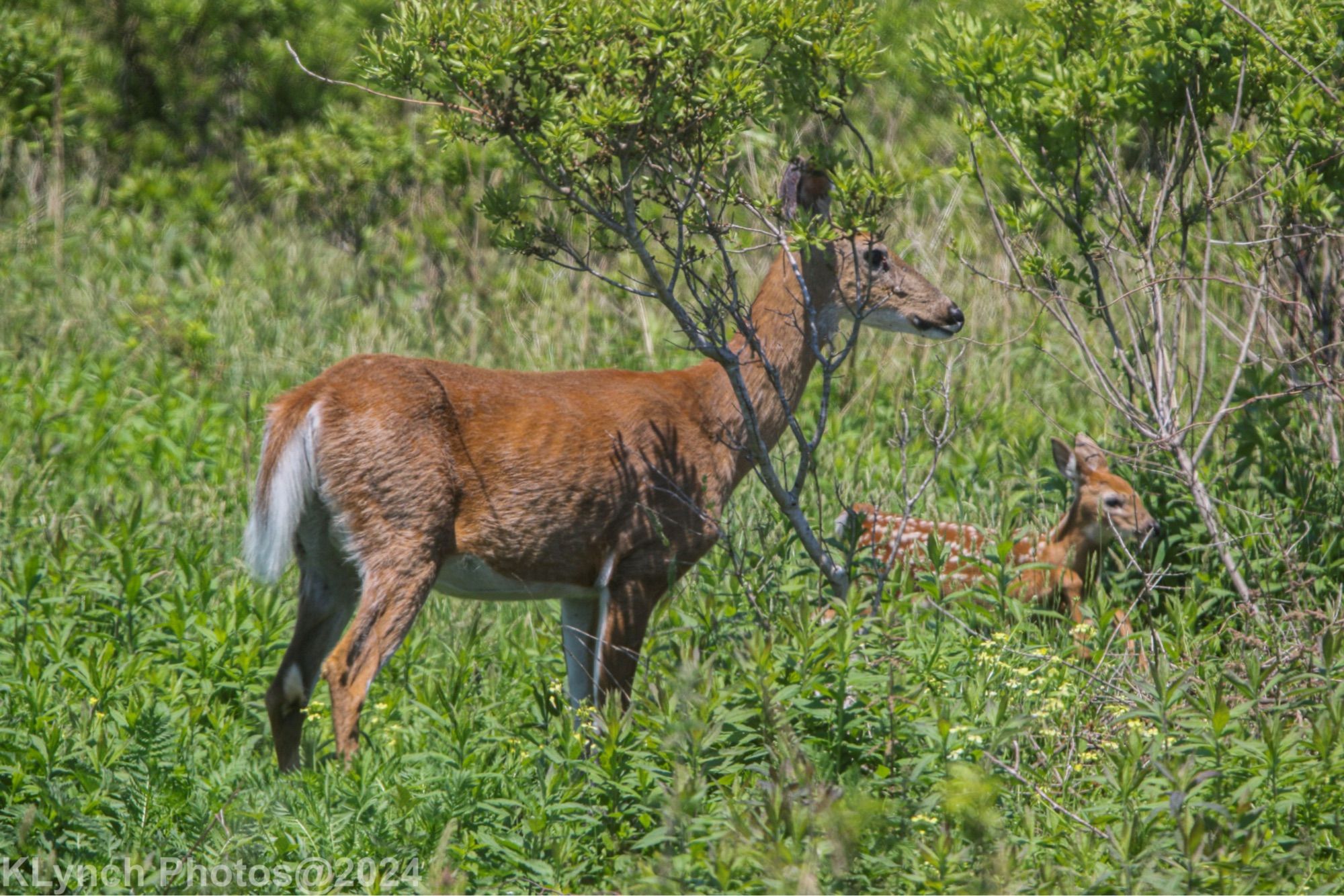 Mother and Fawn