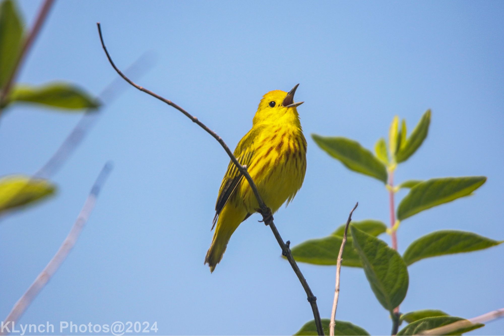 Yellow Warbler warbling