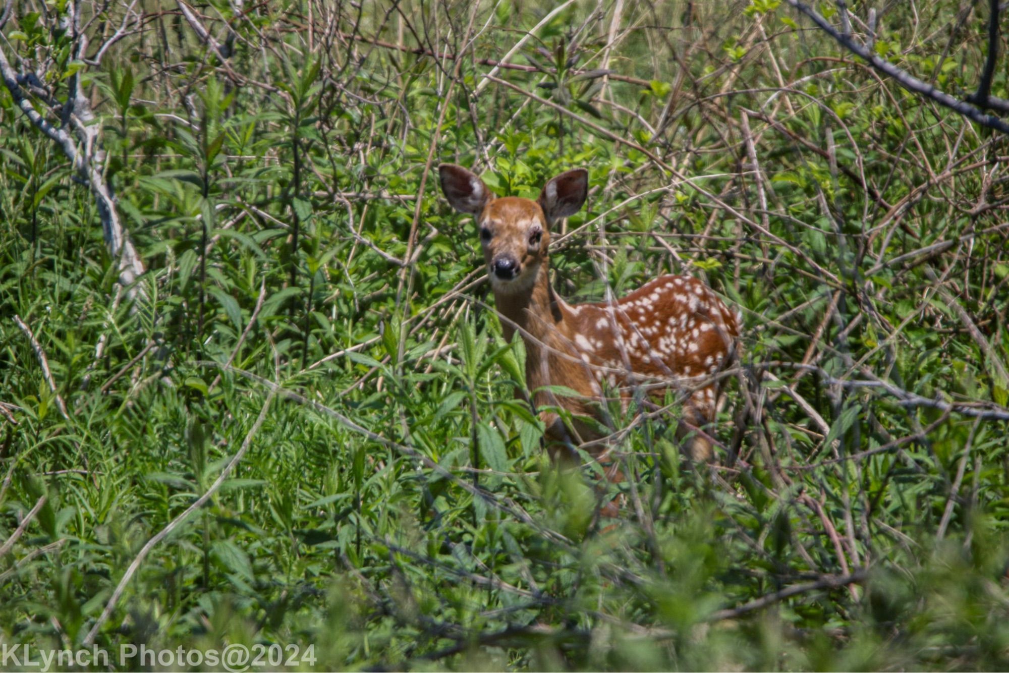 Fawn