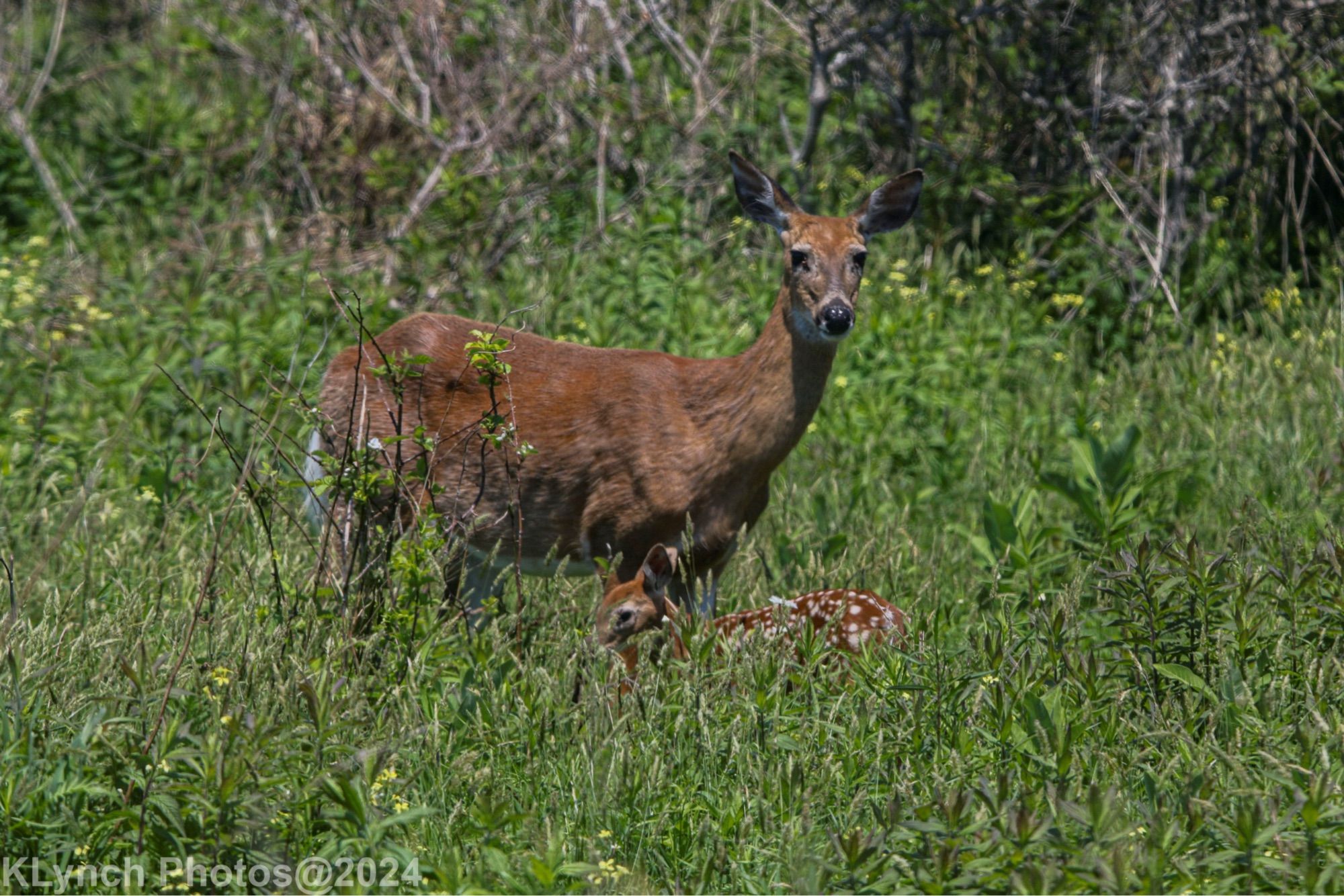 Mother and Fawn