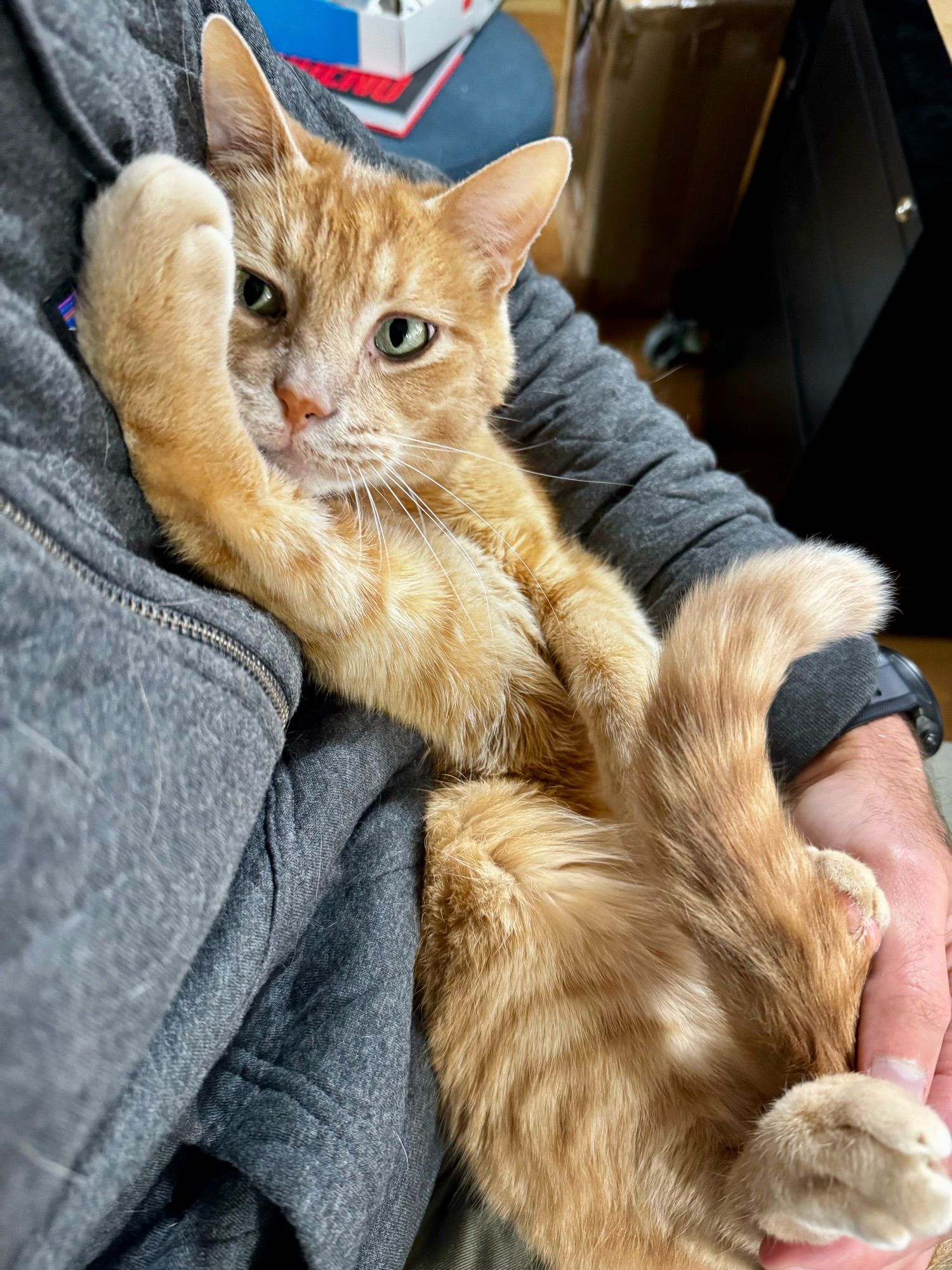 Teddy, an orange tabby cat, lying comfortably in my arms. My arm is partially visible, wearing a grey hoodie. Teddy is looking directly at the camera with his front paw raised near his face and his tail curled in my hand.