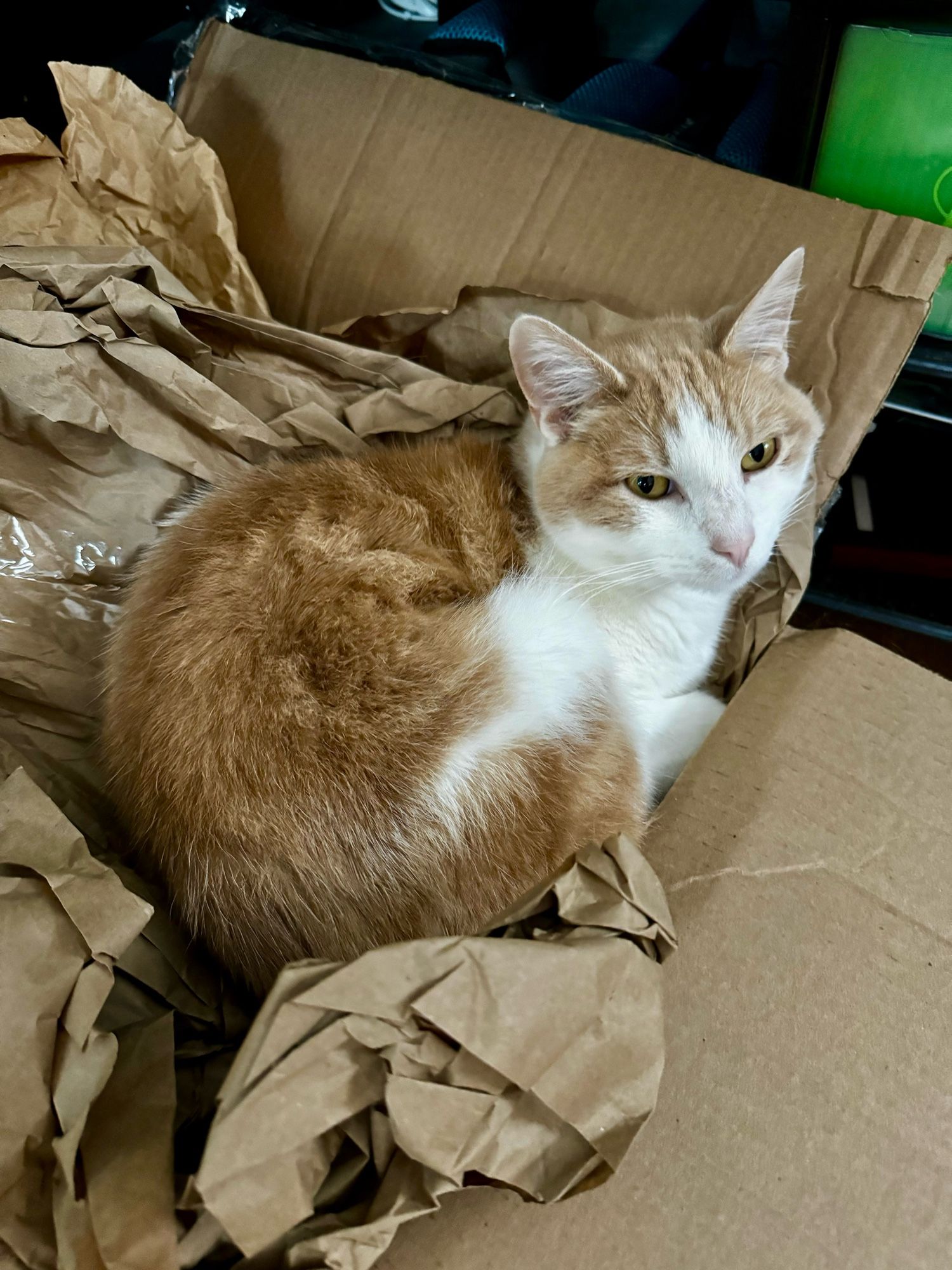 Charlie, a white and orange cat, laying in a cardboard box full of brown packing paper, as if he didn’t have a million other cat beds and cat trees he could use instead.