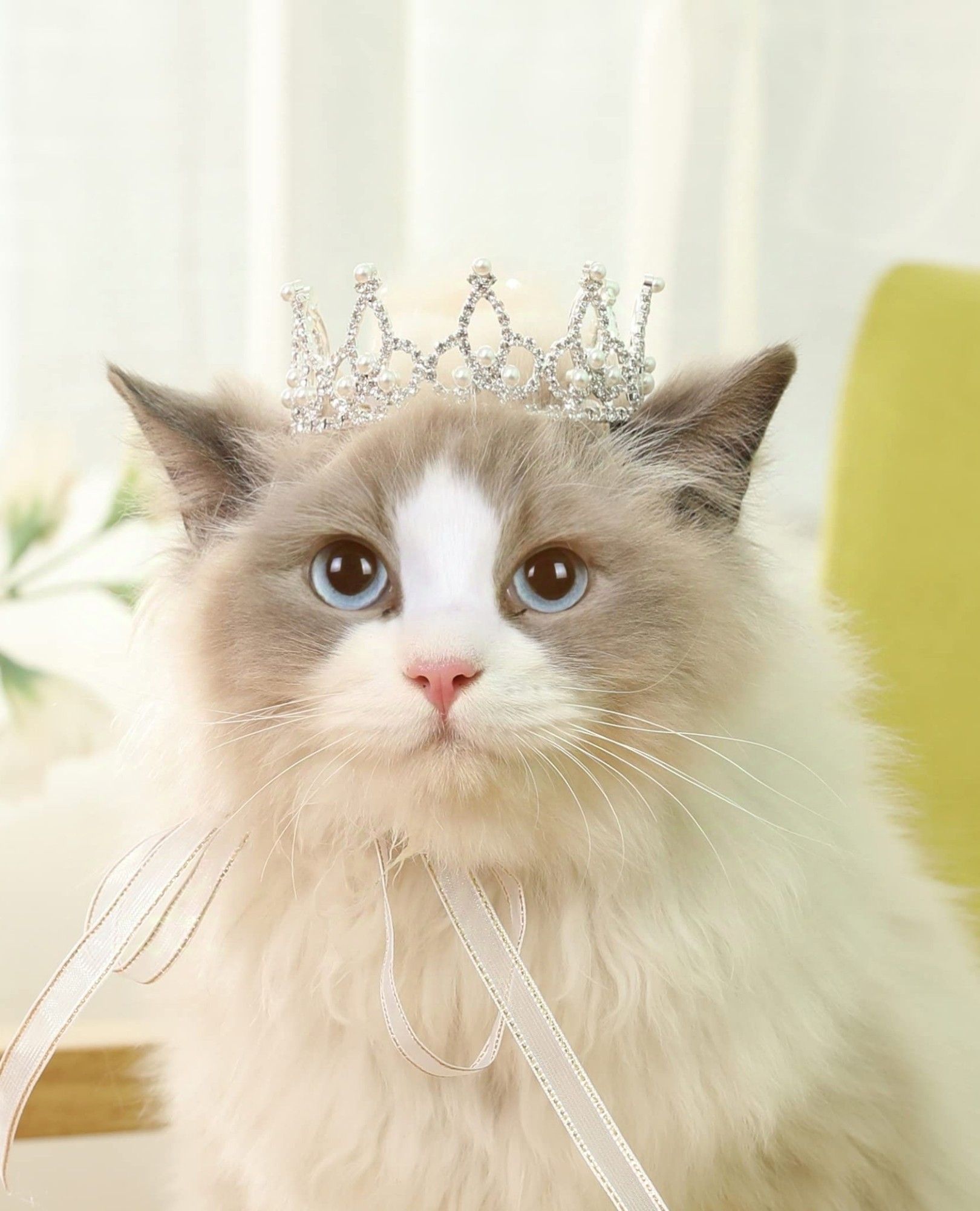 White and brown kitty wearing a crown, they have blue eyes and a cute pink nose.