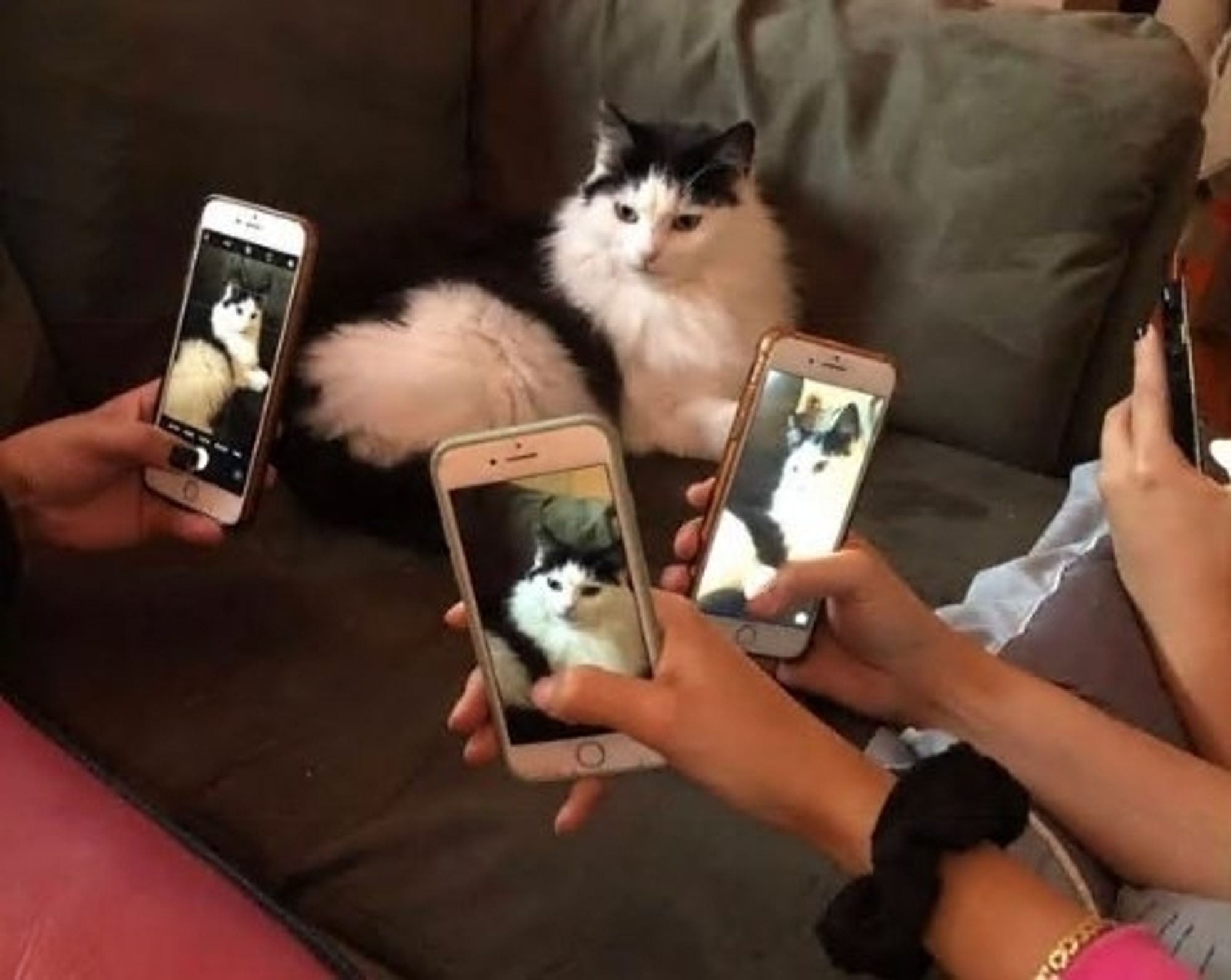 Multiple people with their phones pointed at a cat, to take their picture.