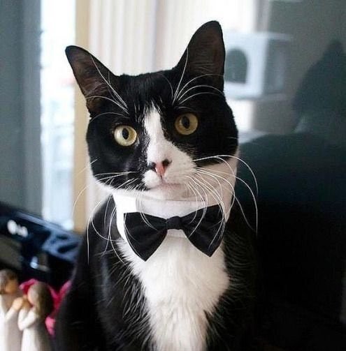 White and black kitty wearing a bowtie.