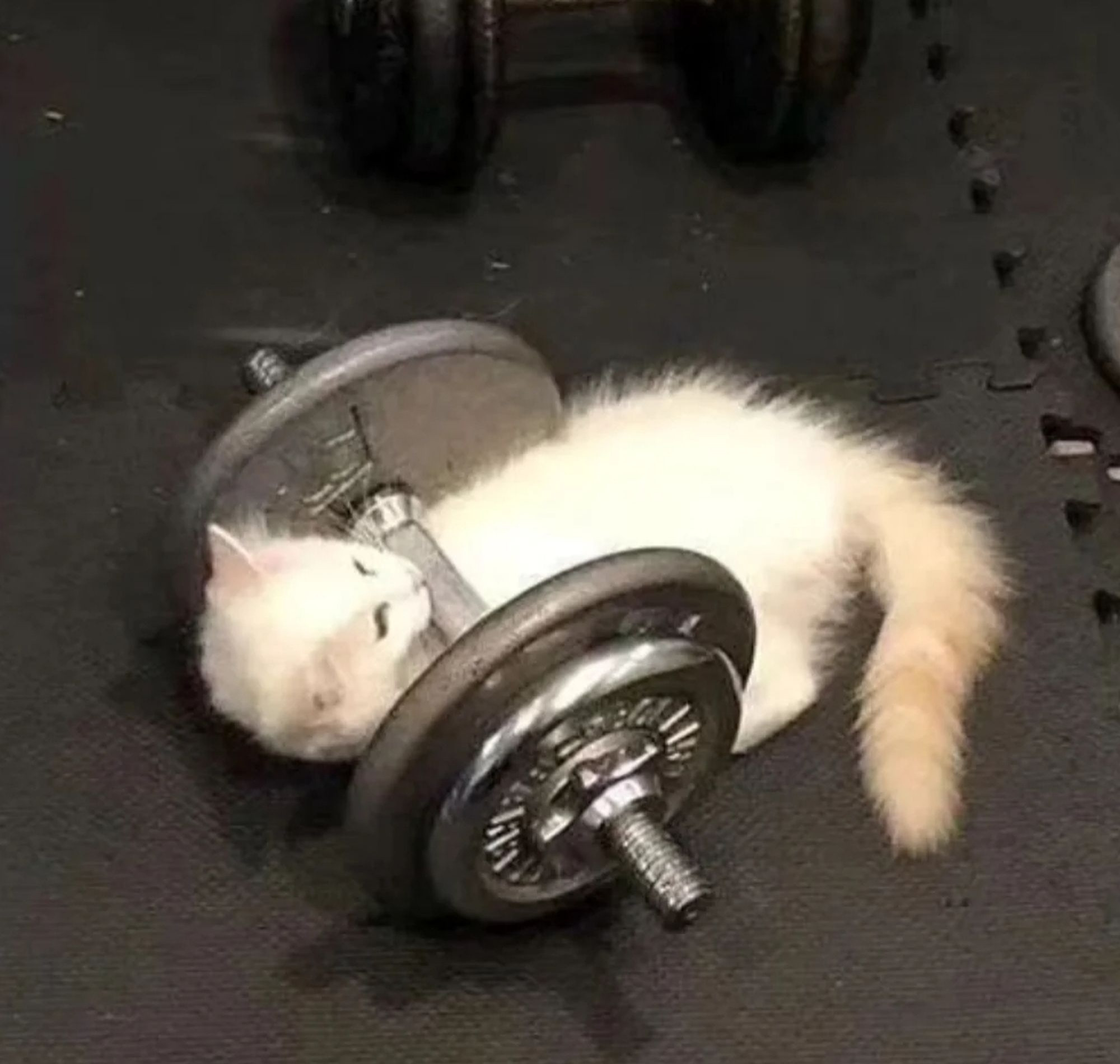 Cat lifting weights