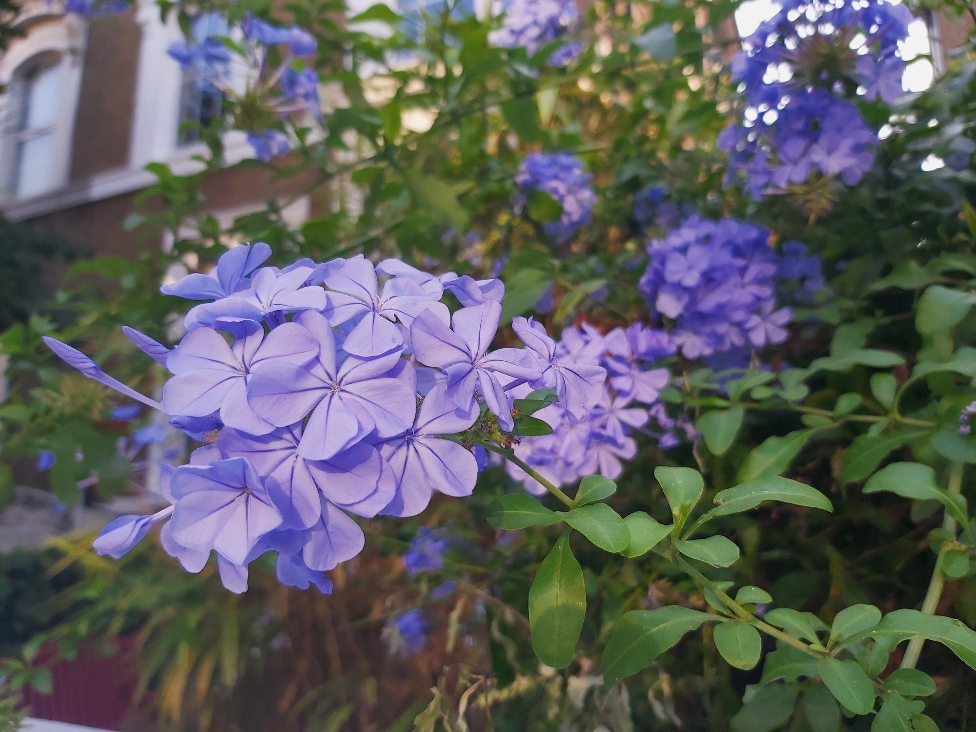 Purple flowers