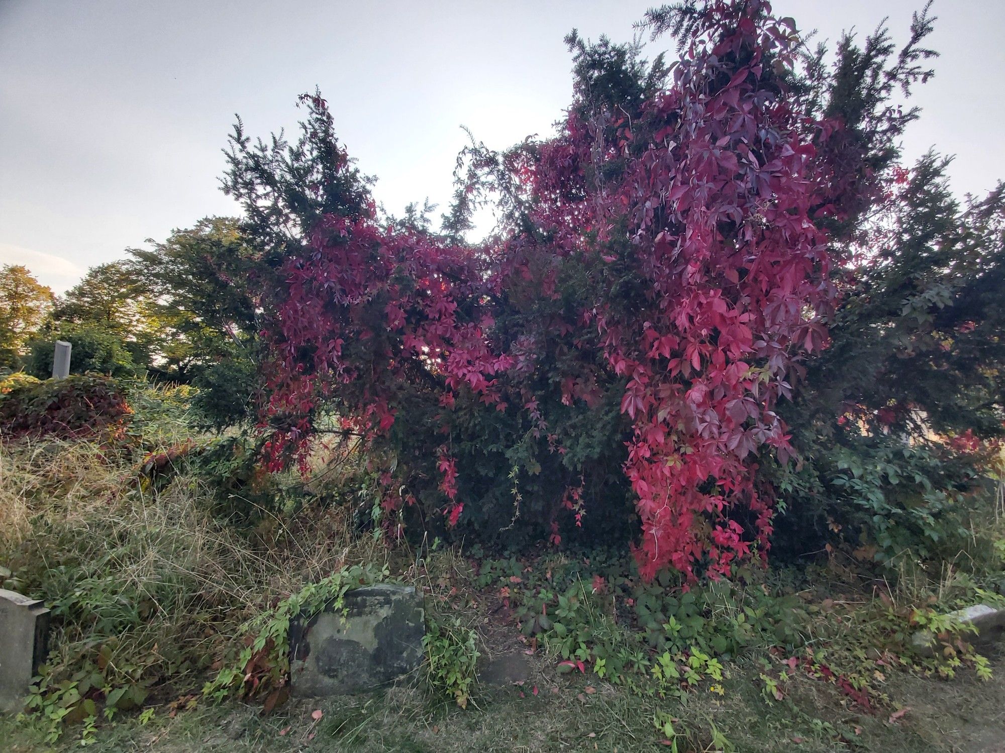 Creeping red foliage