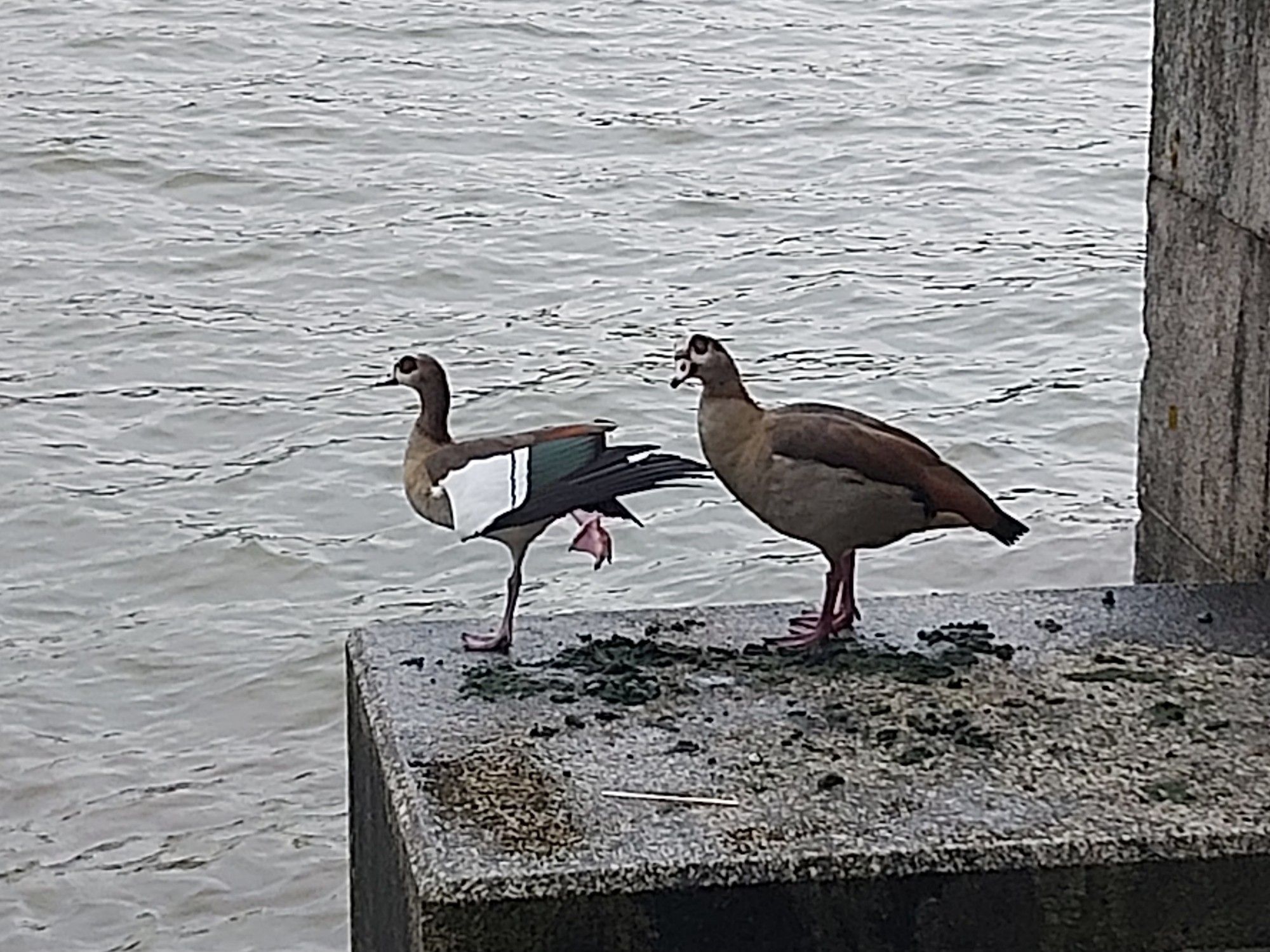 Egyptian geese near water. The are large sandy coloured birds.