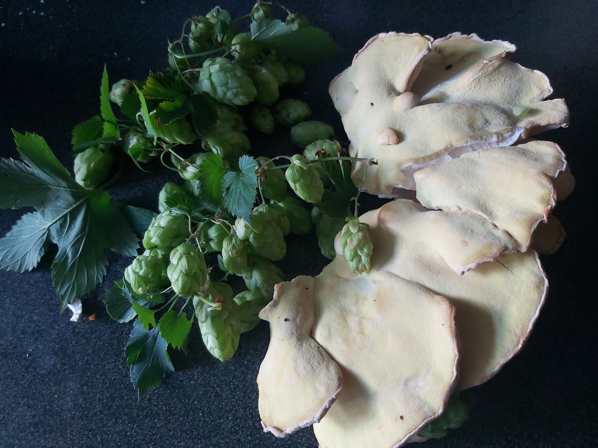 On the left, green hops flowers and leaves in a tangle. On the right, a large polypore bracket type fungus, slightly orange edge and sand coloured fanned out flesh. Also known as chicken in the woods. Dark work top background.