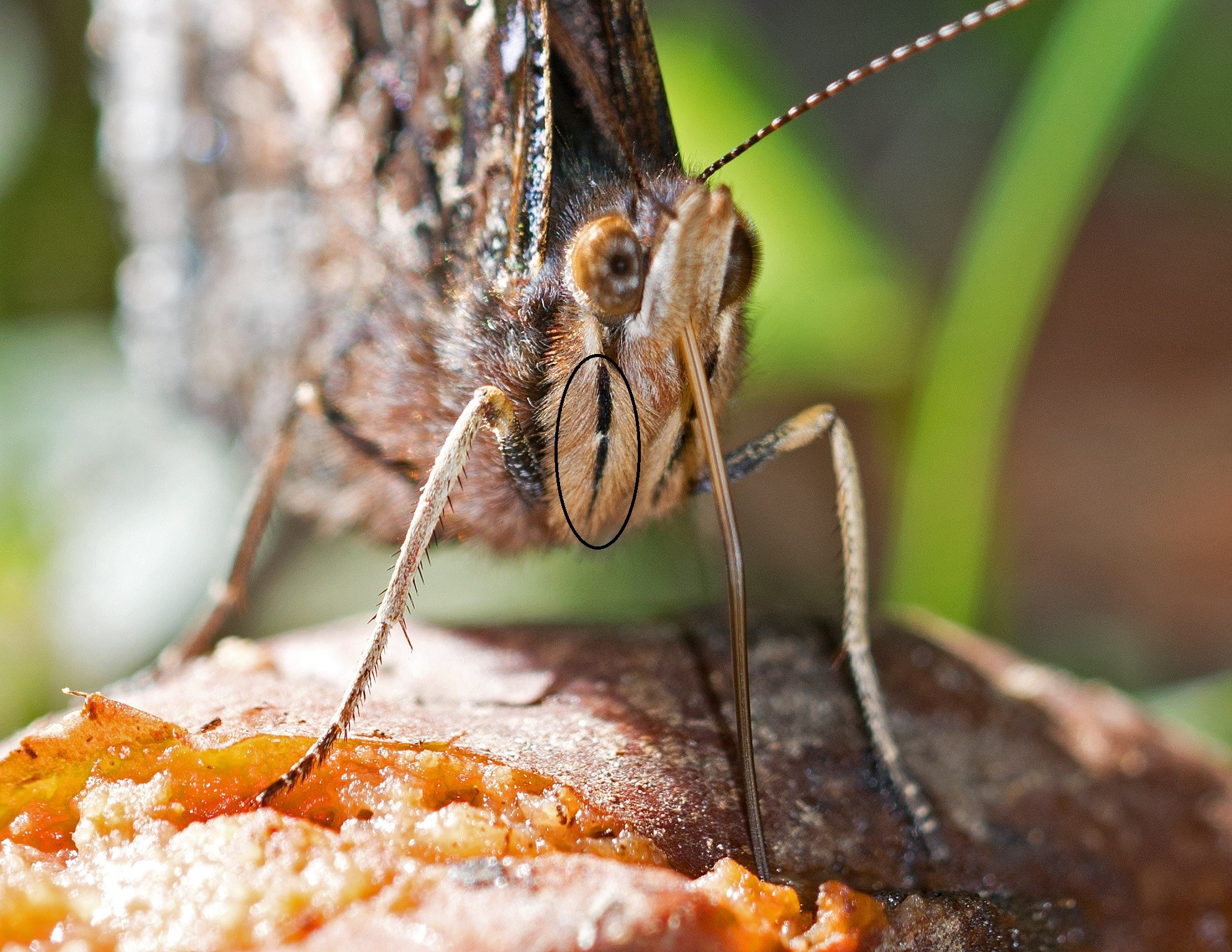 Folded up forelegs on a butterfly