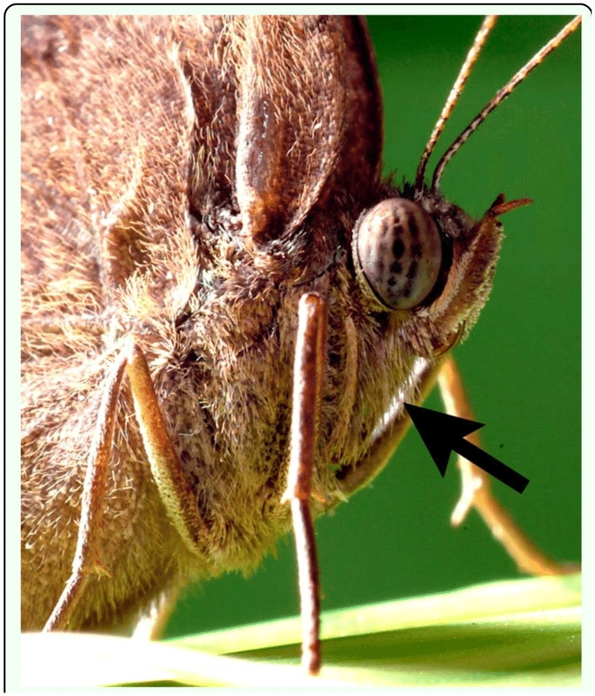 Folded up forelegs on a butterfly