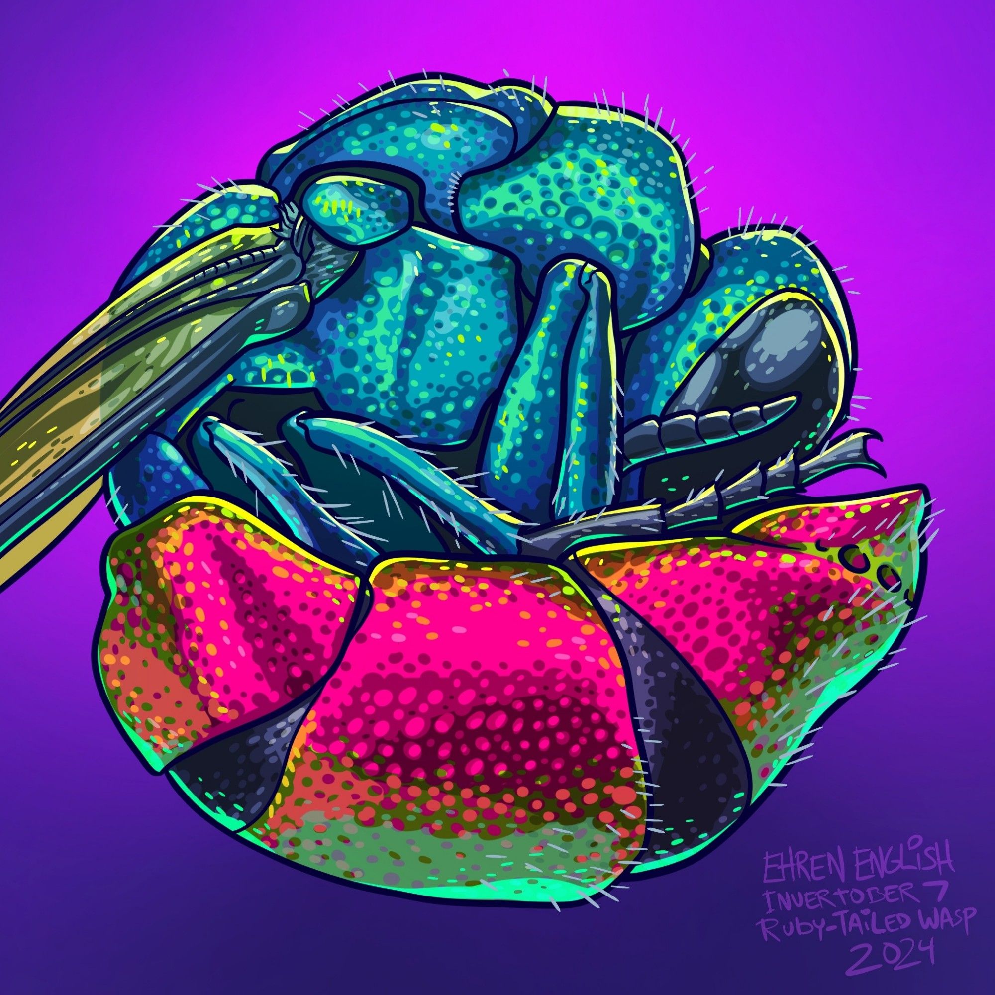 Ruby-tailed Wasp illustration