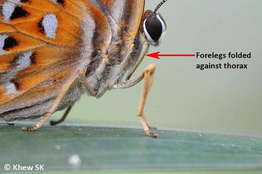 Folded up forelegs on a butterfly