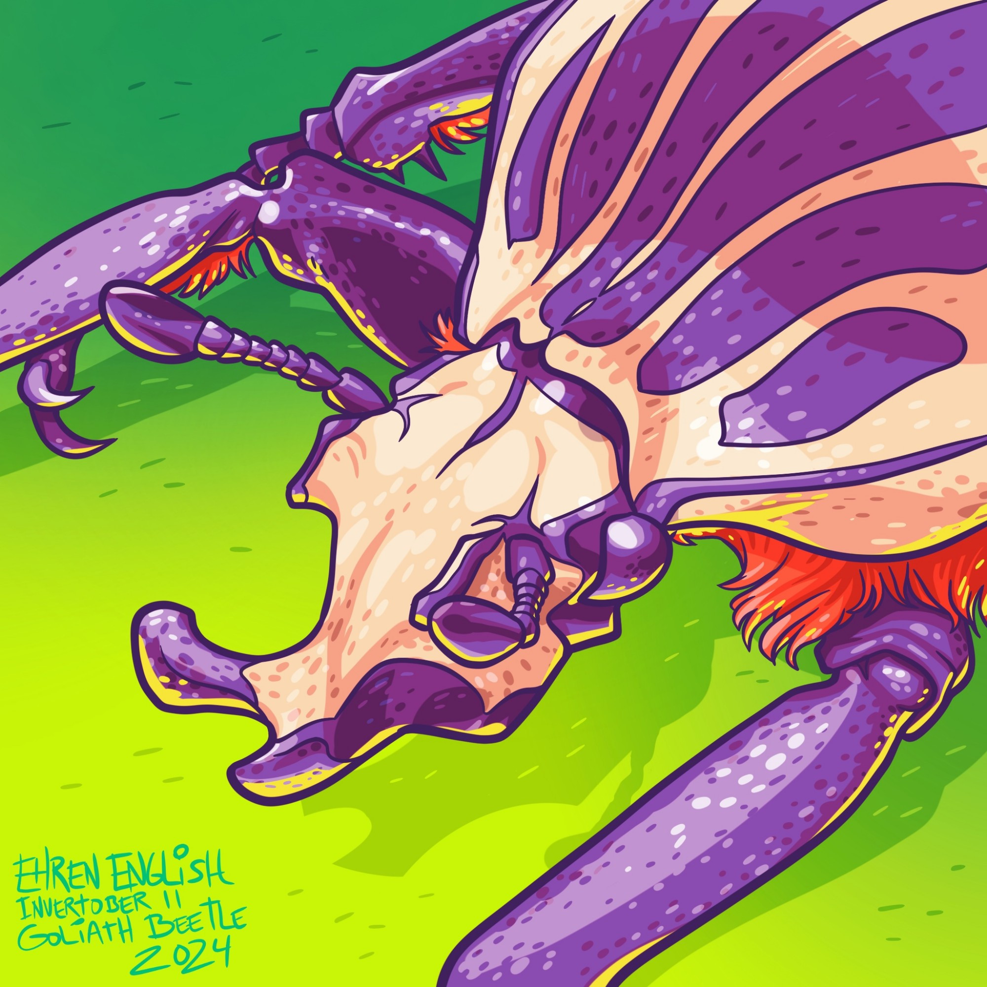 Goliath beetle illustration 