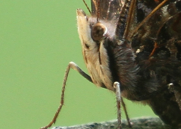 Folded up forelegs on a butterfly