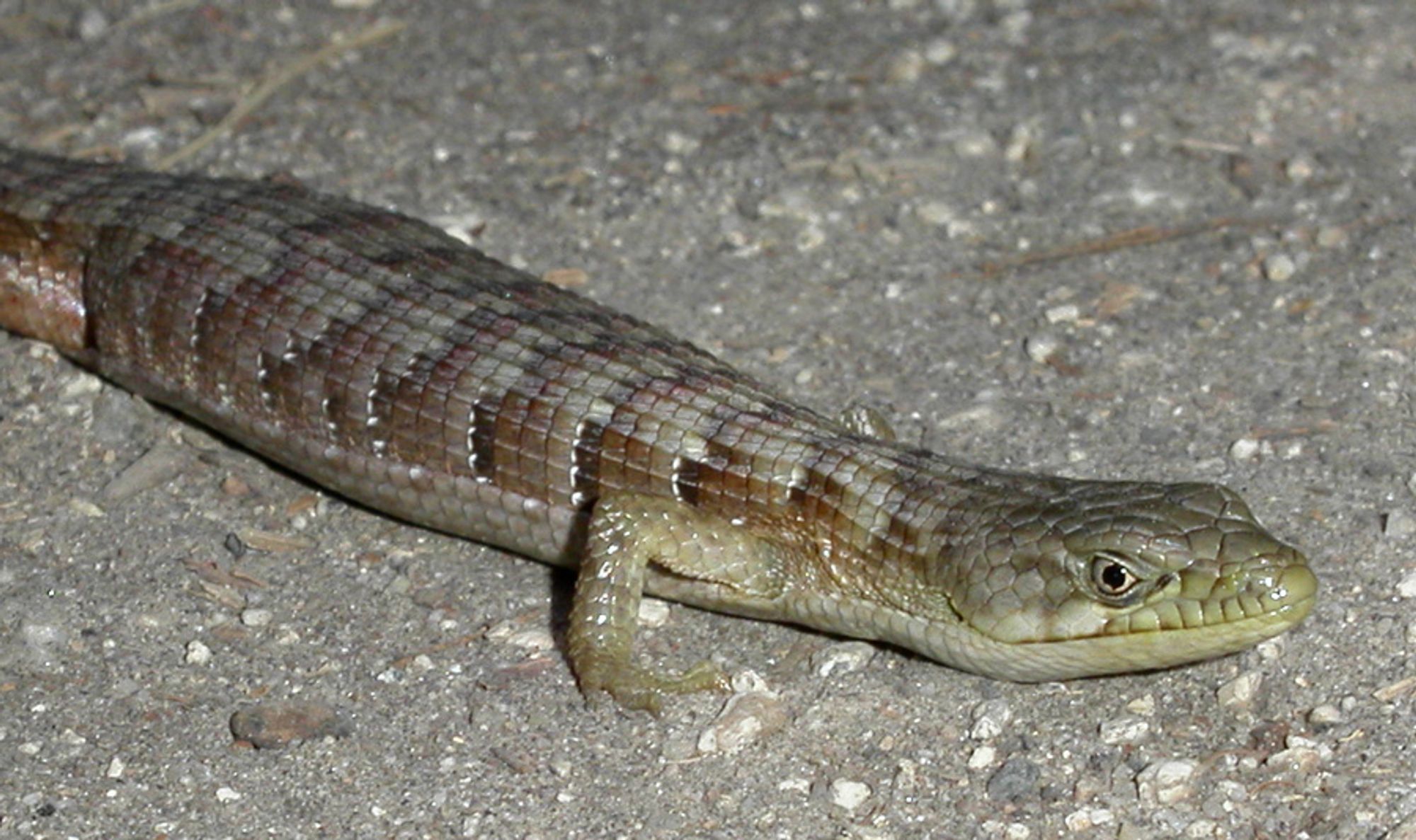 Wikipedia photo for the Southern Alligator Lizard.
A large lizard with heavily-plated scales on it's body in various shades of brown and beige, with barring on the back. The body is thick but not chunky, and the legs are small. It has a very grumpy expression on it's face.