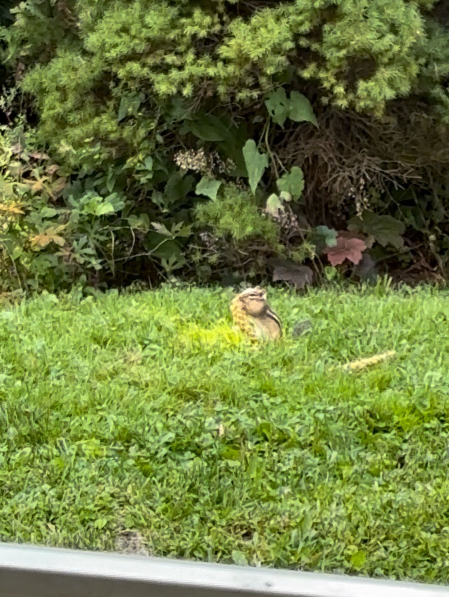 Chipmunk in back yard munching on spray millet