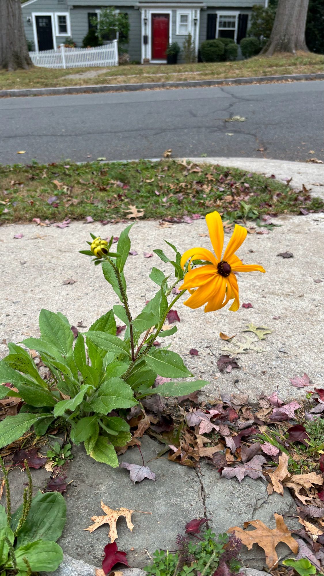 Black-eyed Susan by the sidewalk