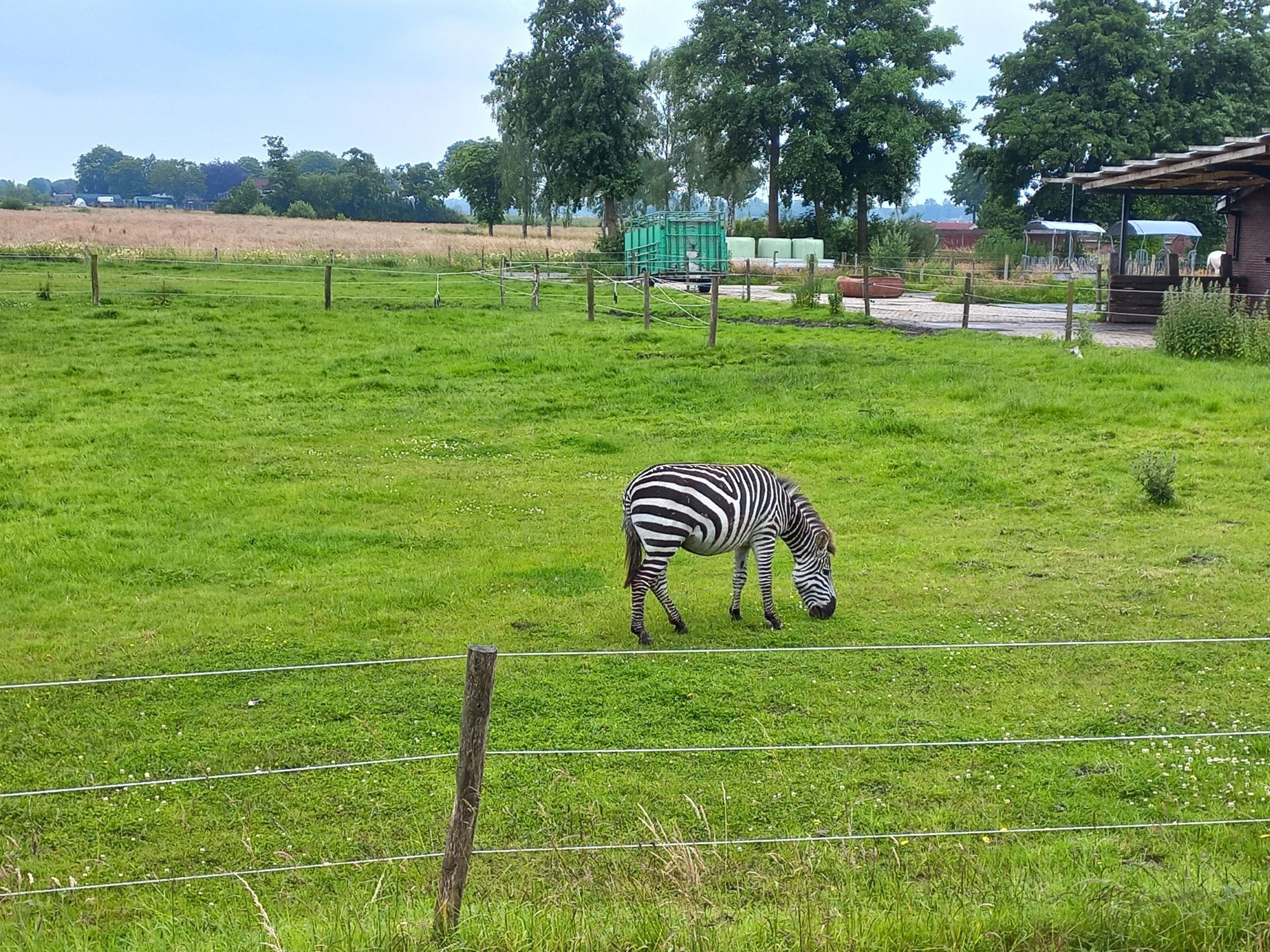 Auf einer Weide grast ein Zebra.