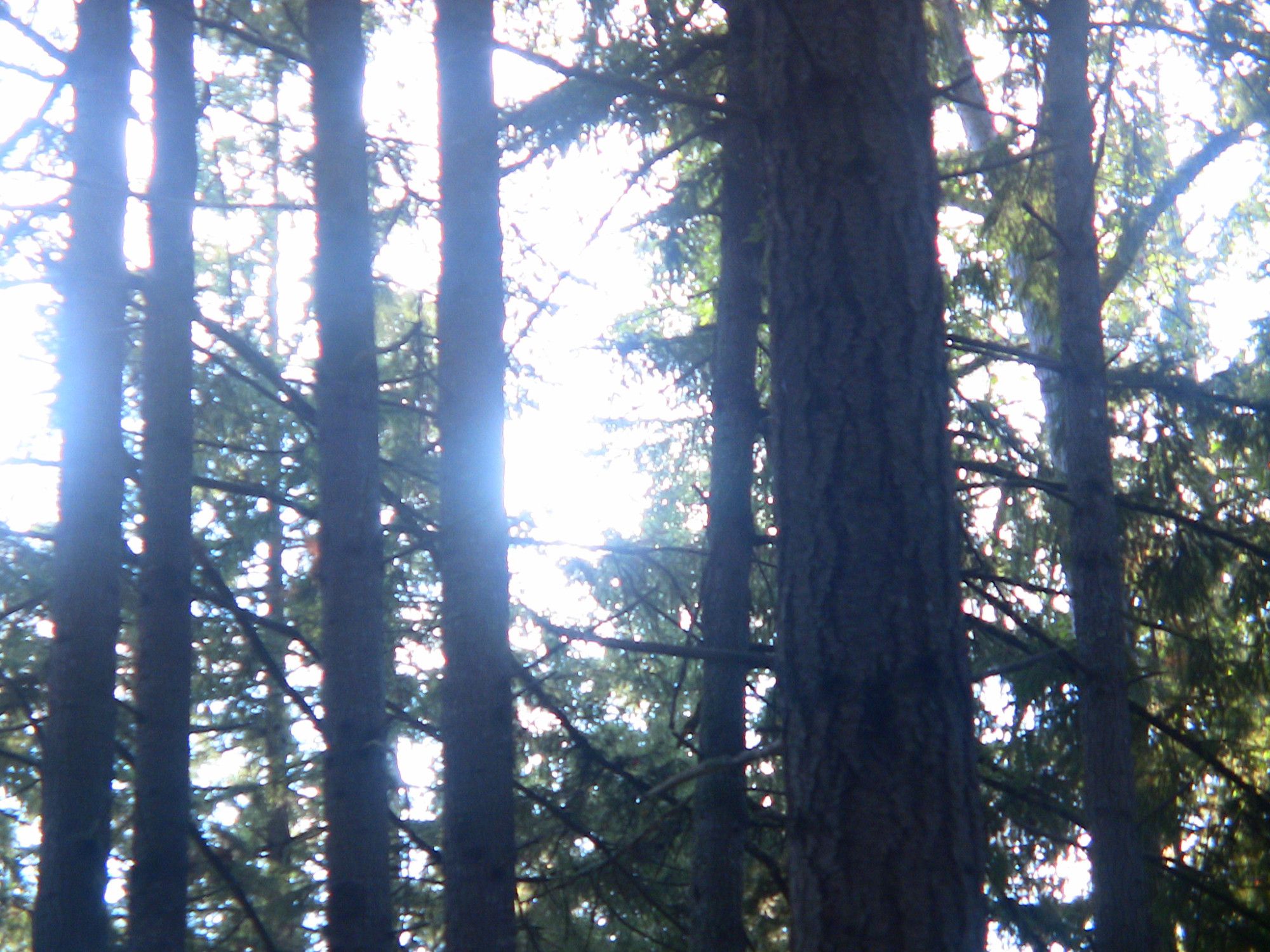 an overexposed photo of a vivid treeline, Bright sunlight blooms around the trees from an undefinable point in the sky.