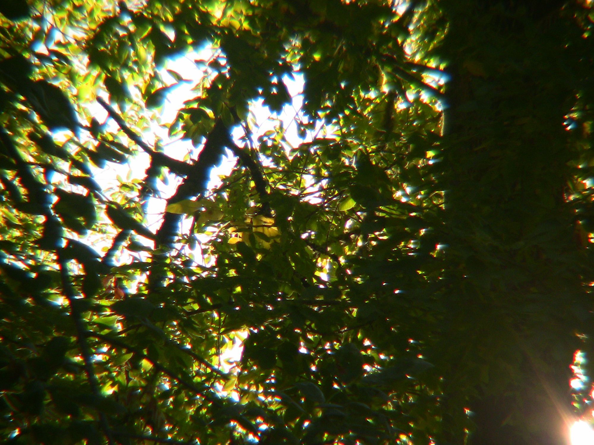 a photo of a tree canopy with overexposure from the bright sun glaring overhead. chromatic distortion from the lens causes the colors to slightly separate around dark edges, giving it a "dream like" look.