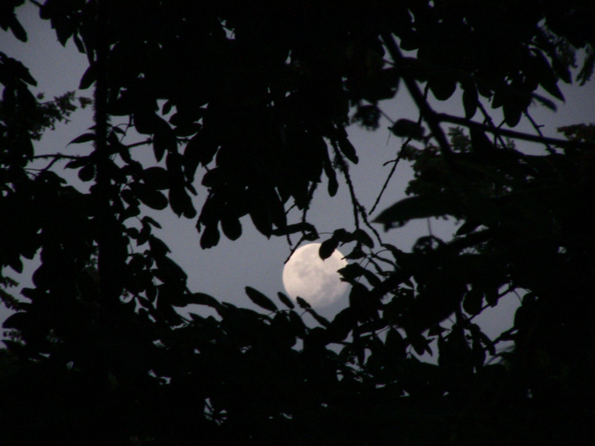 A photo of the full moon slightly shrouded by wispy clouds in the early morning, framed by a dark tree canopy.