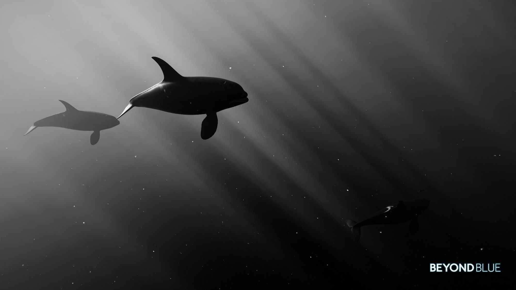 A pod of orcas diving from the light on the left to the black darkness on the right, with the light at a 90 degrees angle.