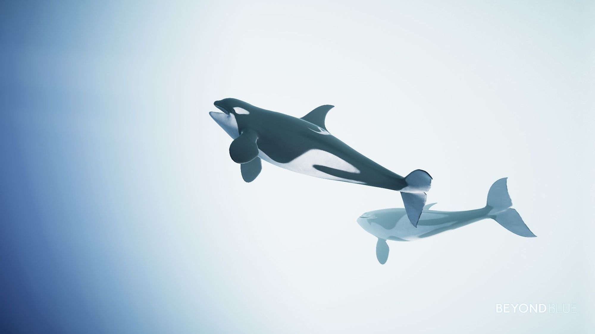 Two orcas swimming in the white sea, with the sea turning blue toward the left.