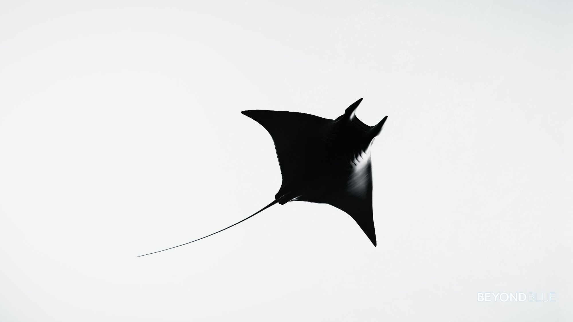 A Chilean Devil Ray seen from below as it swims. In black and white.