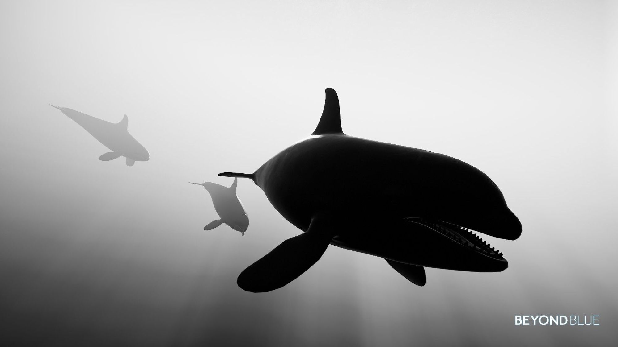 A trio of orcas, in a black and white picture. The lead orca is a black shape heading for the right of the viewer, while the other two behind it are fading into the white.