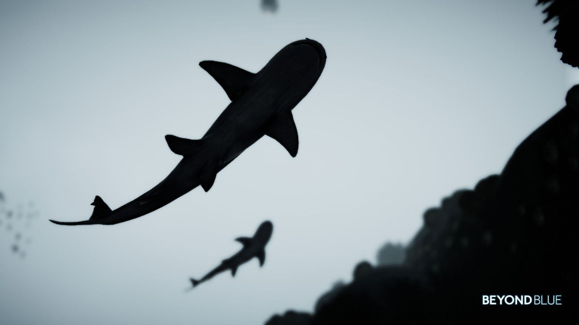 A pair of reef sharks seen from below as dark silhouettes.