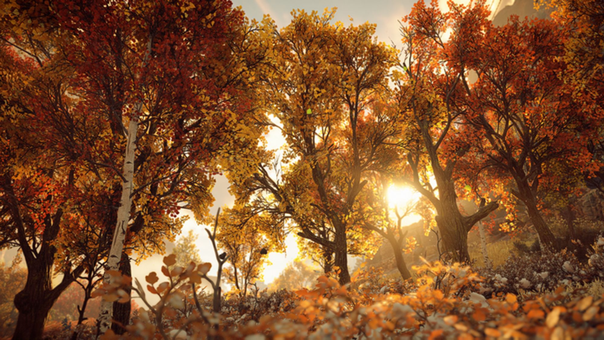 A sparse forest in the warm colors of the autumn, seen from just above ground.