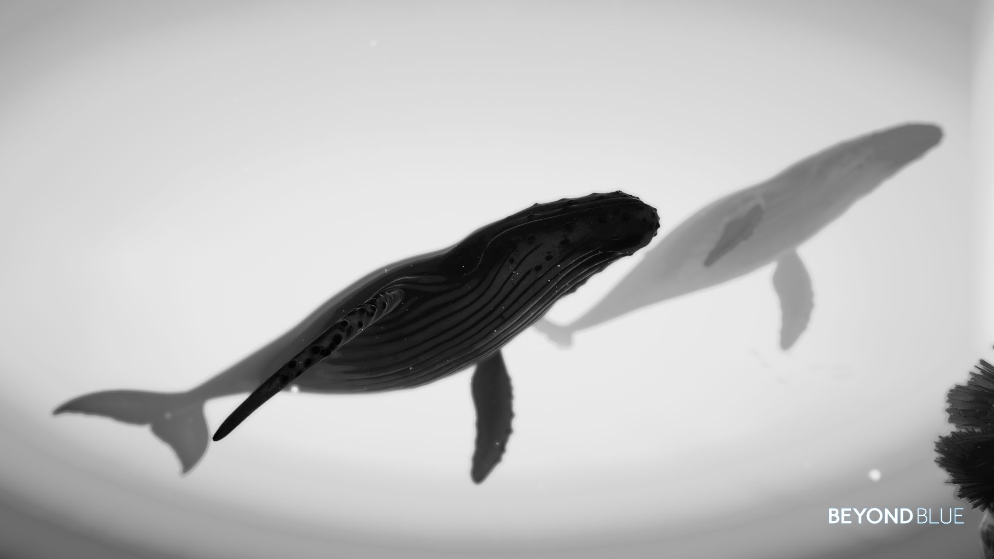 A pair of Humpback whales seeing from below, in black and white.