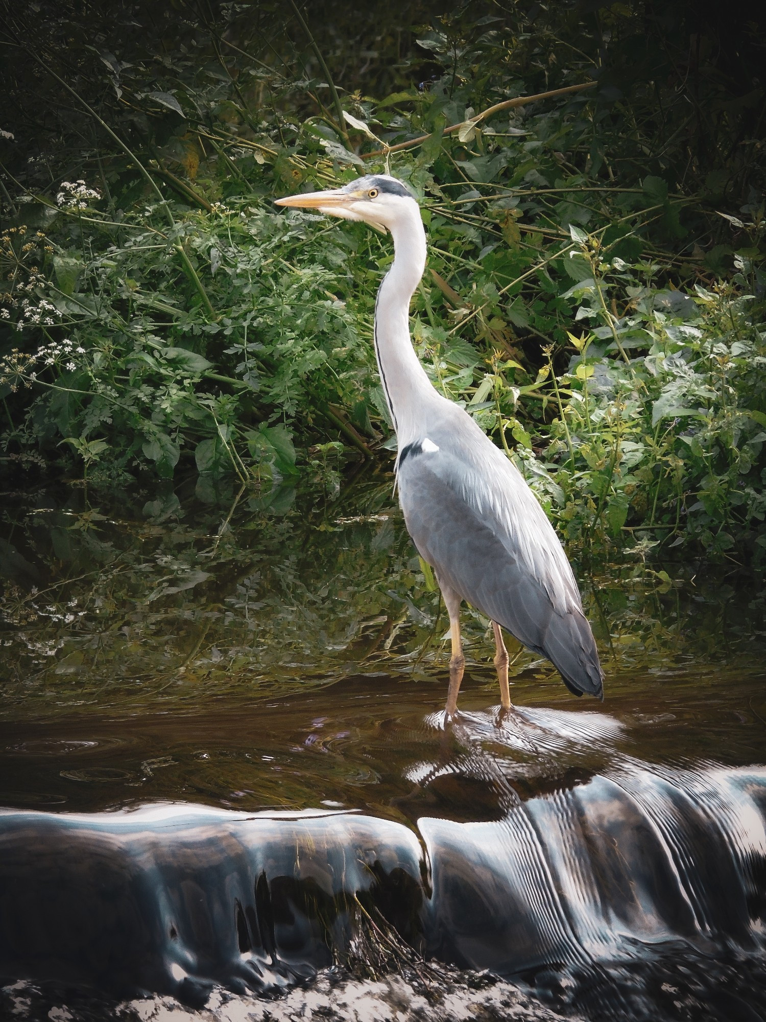 A heron standing in the water just beside a weir. The background is a thicket with some wildflowers. The water rushes around the heron's feet, causing distinctive patterns in the water. 