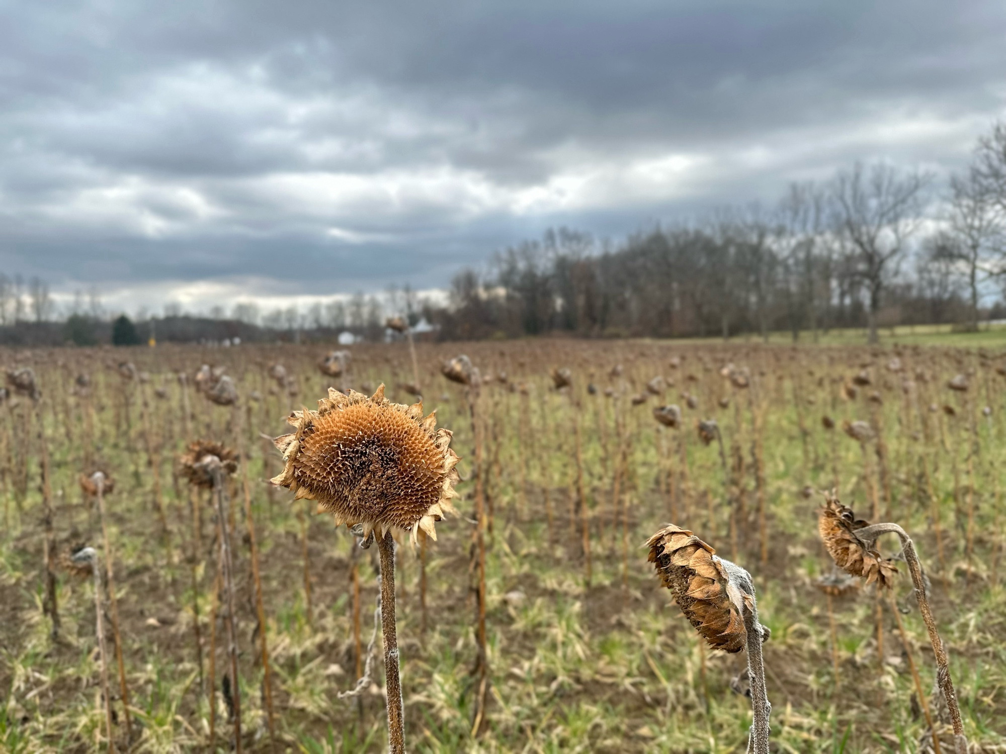 Party cloudy, horizon in middle, dead sunflowers of different sizes, most pointed the same direction, all throughout the field (and field of view)