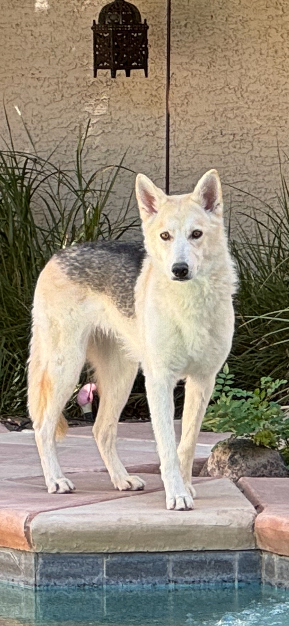 A cream colored shepherd-husky mix with a grey-black saddle marking and amber eyes, standing at the edge of a swimming pool with tall grasses behind her.