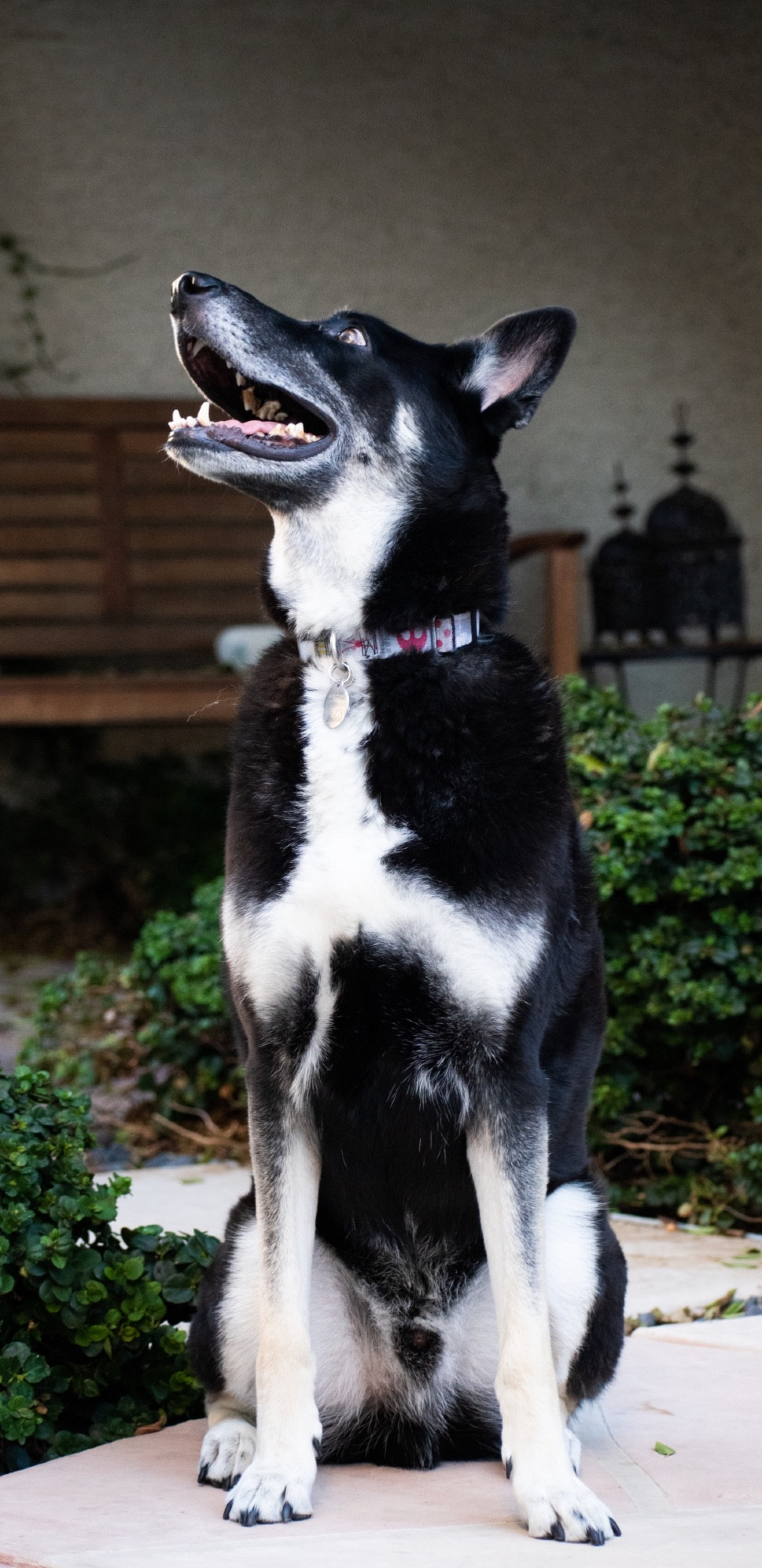 A black and white shepherd-husky mix looking up and to the left. There are small shrubs, a wood bench and some Moroccan-style lanterns behind him.