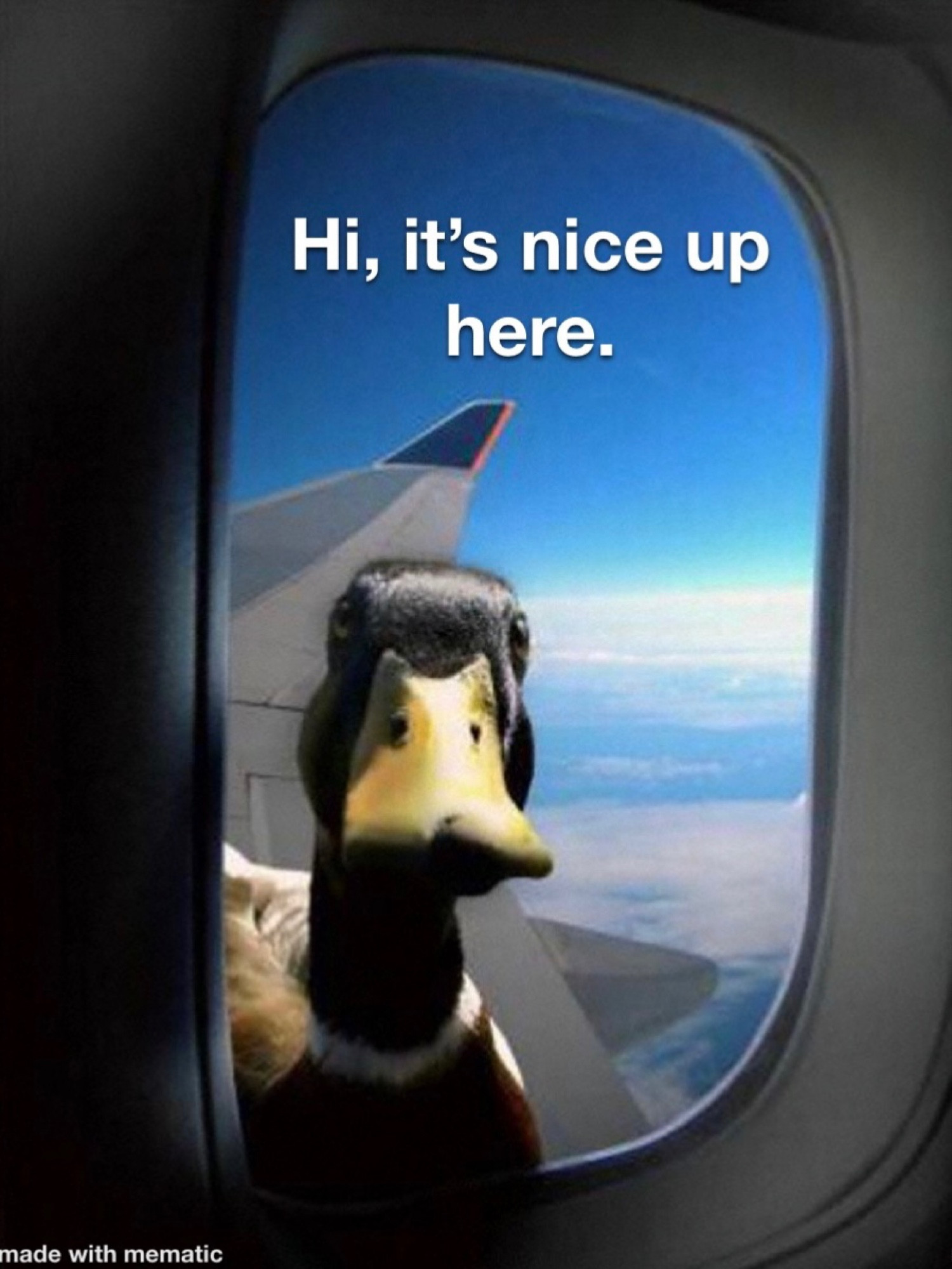 Meme with a duck in an airplane window, the sky and plane wing visible outside. The caption above the duck’s head says, “Hi, it’s nice up here.”