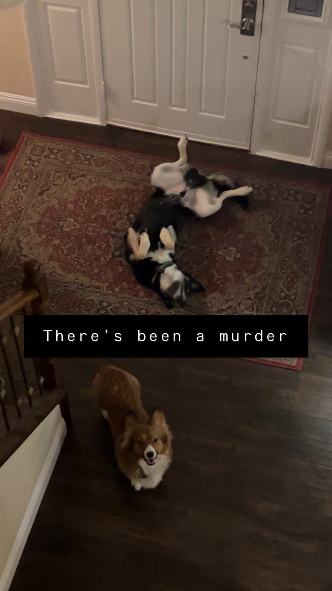 Photo taken looking down to the entryway from upstairs. By the front door is a black and white husky mix sprawled belly-up, and a tan and white corgit mix looking upstairs defiantly. The Snapchat black bar caption across the middle says, “there’s been a murder”