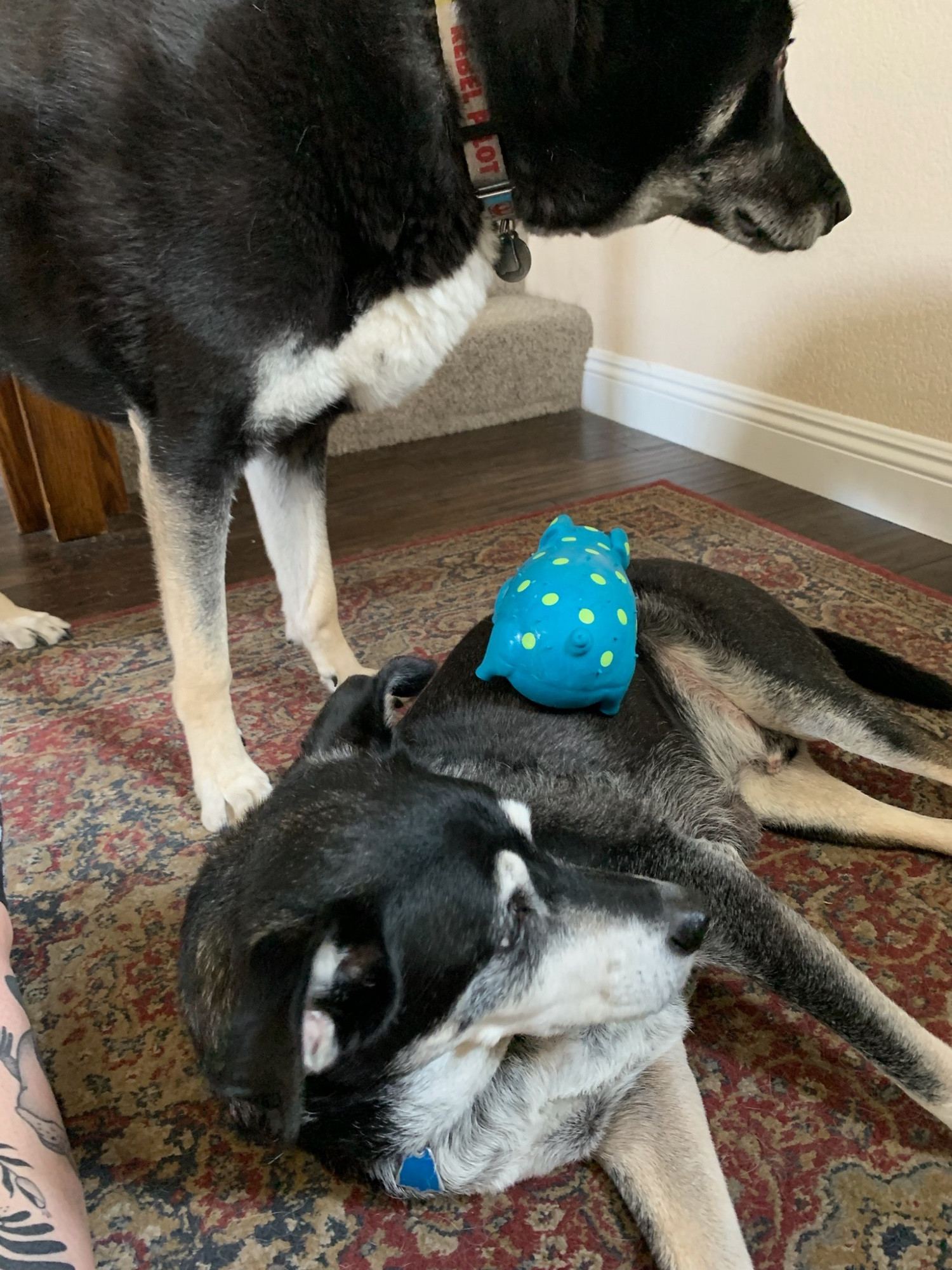 A black and white Shepherd husky mix standing over an elderly black and white mixed breed dog. A blue pig toy is resting on the old dog’s side as he lays on the floor.