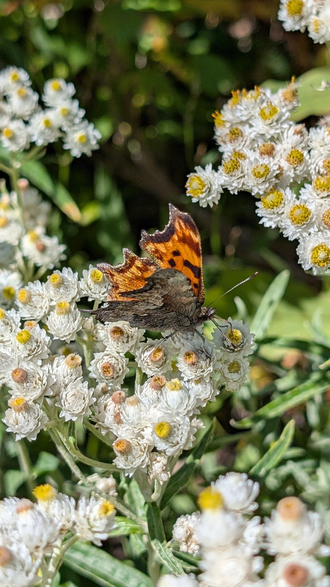 A butterfly called a hoary comma on white flowers called pearly everlasting 