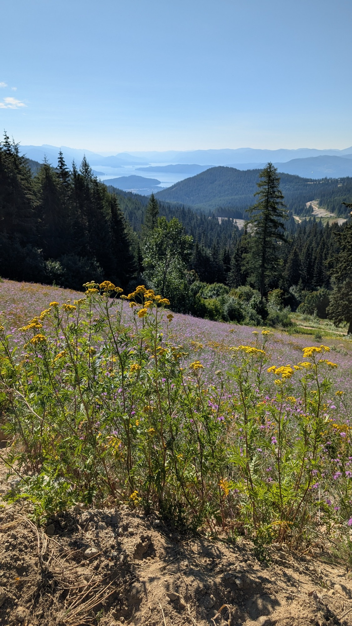 A mountain view with a lake in the far distance and a field of wildflowers in the foreground 