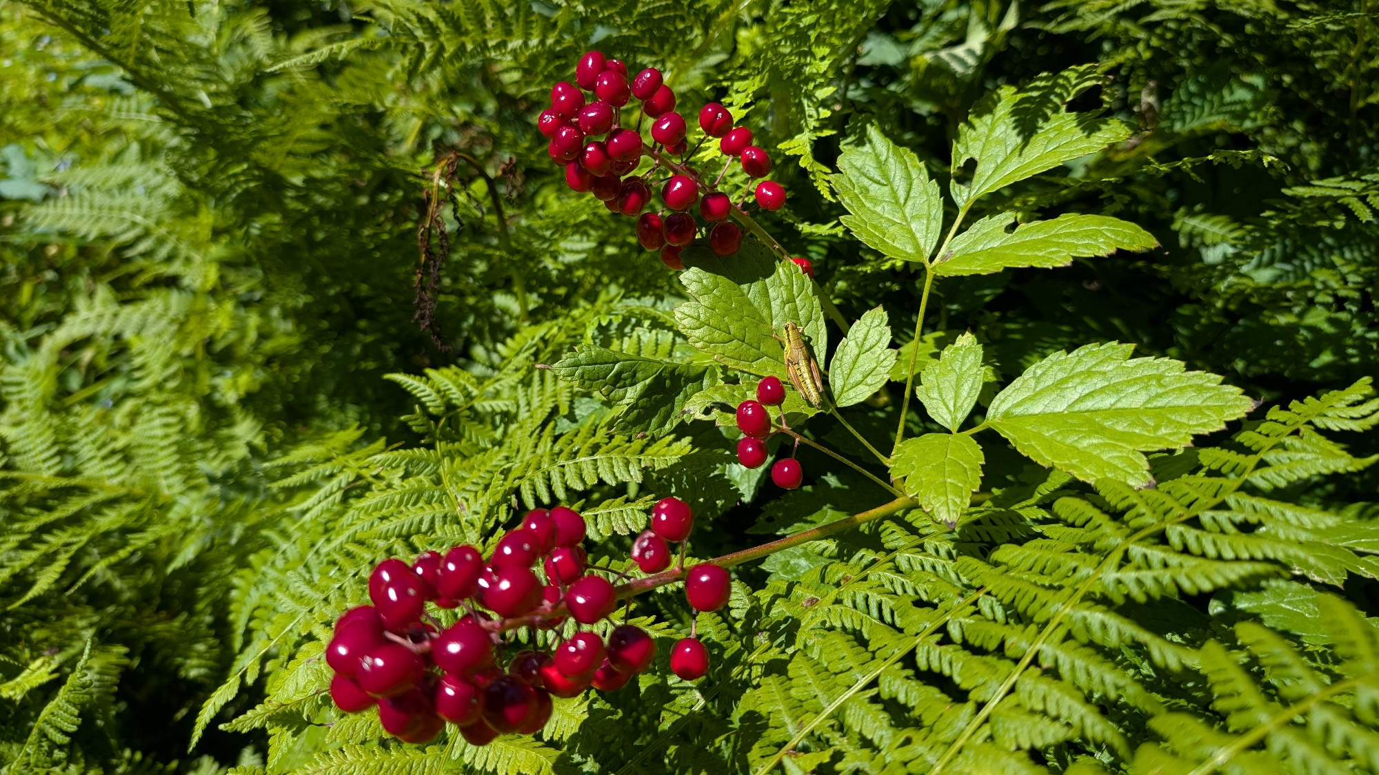 Dense green foliage and bright red berries called Red baneberry 