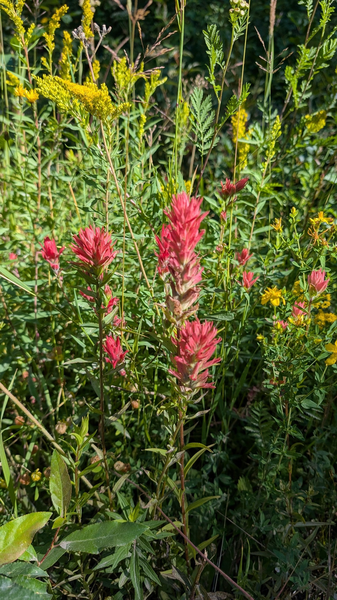 A pretty red flower called Indian paintbrush